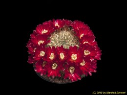 Sulcorebutia tiraquensis v. oenantha WR465 2210